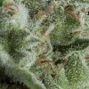 Pyramid Seeds Auto Kryptonite semena neobsahuji THC 50 ks