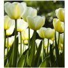 DIMEX | Vliesová fototapeta na stenu Biele tulipány MS-3-0127 | 225 x 250 cm | žltá, zelená, biela + Vliesová fototapeta na stenu DIMEX Biele tulipány MS30127 v rozmere 225 x 250 cm