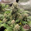 Buddha Seeds White Widow semena neobsahuji THC 25 ks