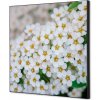 Jansen Display Textilná dekorácia na stenu 40 x 40 Biele kvety Spirea, 400 x 400 mm