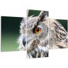 Vyzerajúce sova - obraz (Obraz 90x60cm)