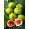 Figovník - Ficus carica ´Dottato´ - 30/40cm
