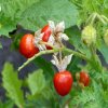 Paradajka Liči - Solanum sisymbrifolium - semená paradajky - 6 ks
