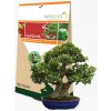 Symbiom SYMBIVIT Mykorhizne huby BONSAI 150 g