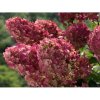 Hortenzia metlinatá (Hydrangea paniculata) ´PETITE FLORI´® - výška 70-80 cm, kont. C4,5L - NA KMIENKU