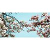 Foto obraz akrylový Kvety magnólia 100x50 cm