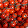 Paradajka Cherolla F1 - Solanum lycopersicum - semená paradajky - 5 ks