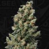 T.H. Seeds Kushage semena neobsahují THC 5 ks