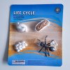 Životný cyklus - mravec