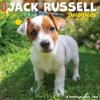 Jack Russell Puppies 2026 12 X 12 Wall Calendar