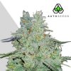 Auto Seeds - Amnesia Haze Auto 3 ks - Semienka neobsahujú THC