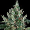 Barney´s Farm - Laughing Buddha 1 ks - Semienka neobsahujú THC
