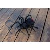 Cute Sunlight RC Black widow - pavúk na diaľkové ovládanie