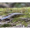 Wobler RAPALA Deep Tail Dancer TDD 7cm – Live Roach