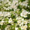 Begónia Ganymed F1 White - Begonia semperflorens - semená - 20 ks