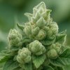 Propaganja Seeds Peanut Butter Breath semienka neobsahujú THC 5 ks