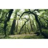 Komar Vliesová fototapeta Prastarý zelený les, 450 x 280 cm