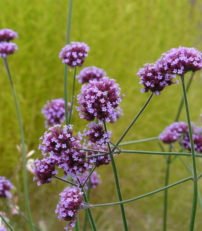 Železník argentínsky - Verbena bonariensis - semená - 200 ks