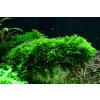 AQZ Christmas moss (Vesicularia montagnei) Rastliny: /in-Vitro LAB Ø 11 cm/