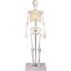 Kostra človeka Tom 80 cm