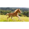 Foto obraz sklenený horizontálny Žriebä v cvale 100x50 cm