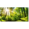 Foto obraz sklo tvrzené les slnko 100x50 cm