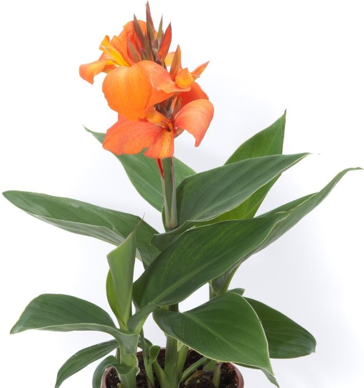 Canna indická CANNOVA Orange Shades - Kana, kont. 1 l