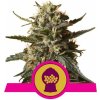 Royal Queen Seeds Bubblegum XL semena neobsahují THC 5 ks