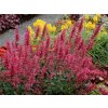 Agastache Morello