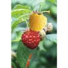Malina Duo žltá a červená špalier BIO FloraSelf Bio Rubis idaeus kvetináč 5 l
