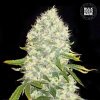Bulk Seed Bank - White Widow 1000 ks - Semená neobsahujú THC