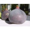 Figovník - Ficus carica ´Györöki lapos´ - 30/40cm