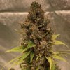 Doctor´s Choice Seeds Diesel Fast F1 BX Regular 5 ks