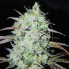 Delicious Seeds Bay Haze semena neobsahují THC 5 ks