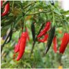 Chilli Kajenské korenie - Capsicum annuum - semená - 8 ks