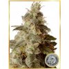Mr. Hide Seeds - Full Moon CBD 3 ks - Semená neobsahujú THC