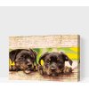 Vymalujsisam.sk Maľovanie podľa čísiel - Šteniatka vykúkajúce spoza plota Veľkosť: 40x60cm, Rám: Na kartónovej doske