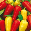 Paprika Monanta – špicatá a neuveriteľne úrodná!