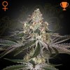 Green House Seed - White Widow 5 ks - Semená neobsahujú THC