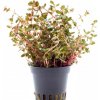 Rotala sp. Yao Yai