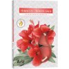 Čajové sviečky Hibiscus - White Sage 6 ks