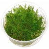 Taxiphyllum alternans - Taiwan moss