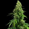 Sensi Seeds Research - Honey Melon Kush Automatic 10 ks - Semená neobsahujú THC
