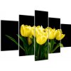 Tulipány - obraz (Obraz 150x105cm)