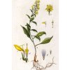 Zlatobyľ Obyčajná Vňať 30g (Solidago virgaurea)