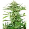 Sensi Seeds Cashew Kush neobsahuje THC 3 ks