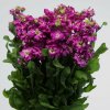 Fiala Cinderella Purple - Matthiola incana - semená fialy - 40 ks