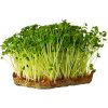Hortus Pestovateľská Reďkovka Daikon na microgreens, 100 g