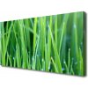 Obraz Canvas Tráva kvapky rastlina príroda 100x50 cm
