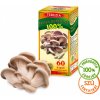 Terezia Company Hliva ustricová 60 kapsúl
